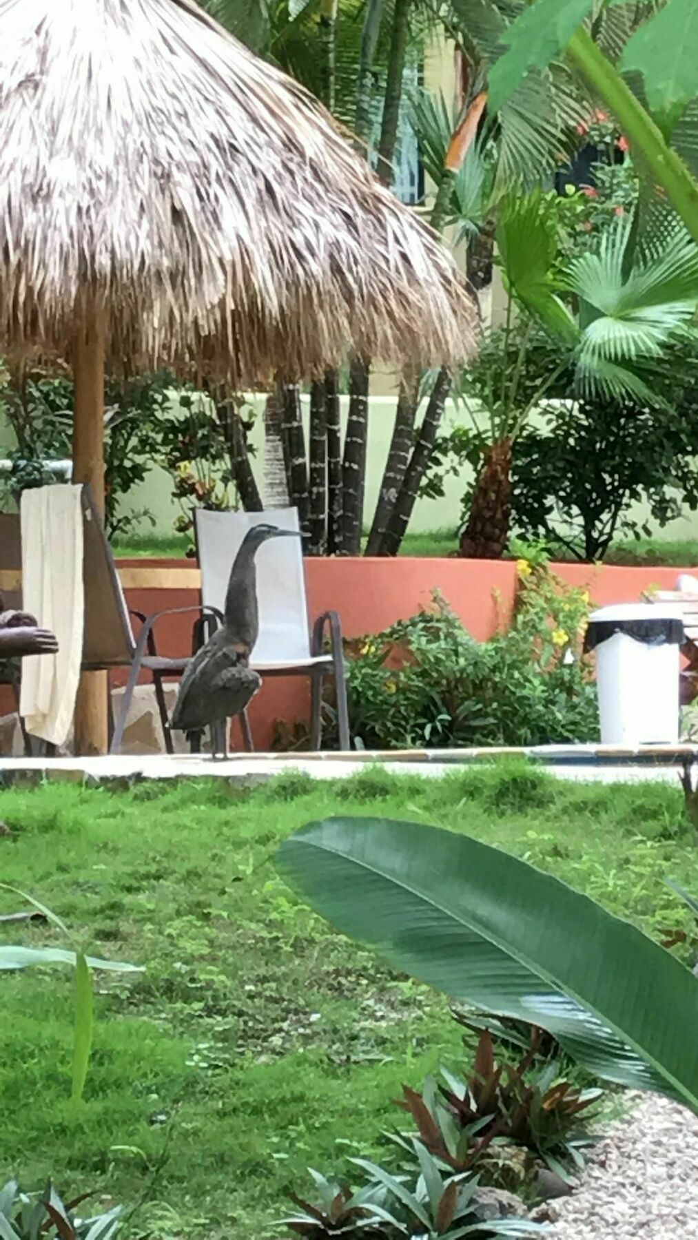 Fuego Lodge Playa Santa Teresa  Εξωτερικό φωτογραφία